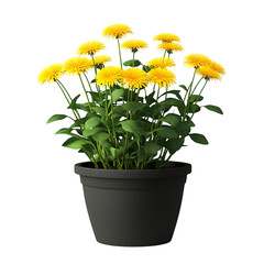 A 3D Potted Dandelion Plant with Bright Yellow Flowers Isolated on Transparent Background