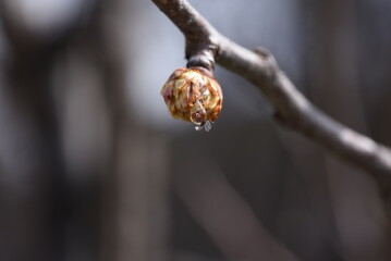 snail on a branch