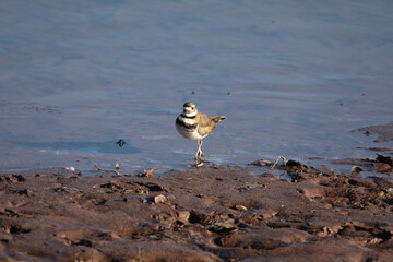 Killdeer