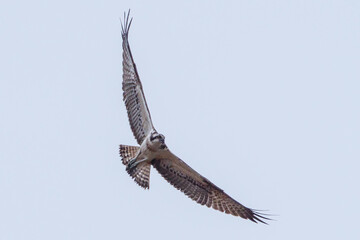 Bird of Prey: Osprey Soaring in Scandinavia