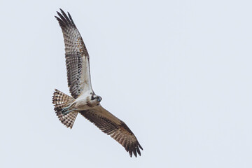Raptor in Flight: Osprey Close-up in Natural Habitat