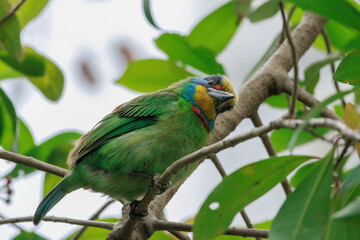 A vibrant Taiwan Barbet perches amid tangled branches. Its stout black beak grasps a small red berry, caught feeding on its favorite fruit. Surrounding glossy leaves create a natural green backdrop.
