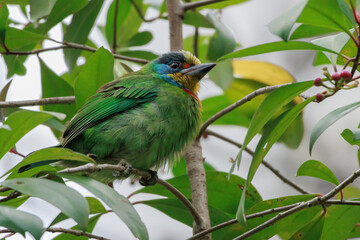 A vibrant Taiwan Barbet perches amid tangled branches. Its stout black beak grasps a small red berry, caught feeding on its favorite fruit. Surrounding glossy leaves create a natural green backdrop.