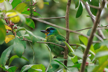A vibrant Taiwan Barbet perches amid tangled branches. Its stout black beak grasps a small red berry, caught feeding on its favorite fruit. Surrounding glossy leaves create a natural green backdrop.