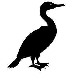 silhouette of a cormorant bird 