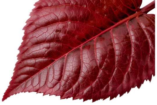 Vibrant Red Leaf with Intricate Veins and Textured Surface Close-Up