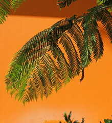 Palm branch against orange wall. Beautiful minimalistic nature background, copy space