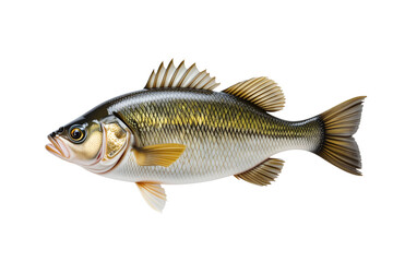 Detailed Representation of a Freshwater Bass Fish Isolated on White