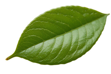 Obraz premium Smooth Green Leaf Isolated on Dark Background for Nature Themes