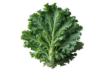Fototapeta premium Fresh Green Kale Leafy Vegetable Isolated on White Background