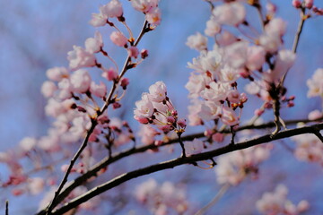 岐阜県池田町の左向きの桜