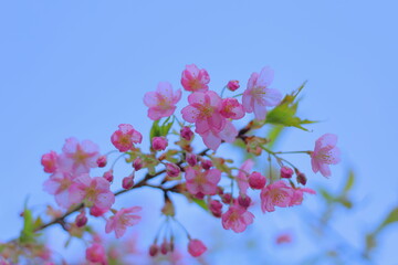 岐阜県池田町の河津桜と青空