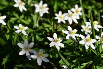 Winteranemonen auf einer Frühlingswiese
