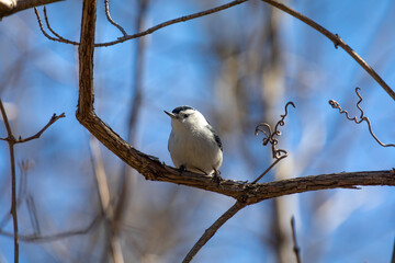 White-breasted nuthatch