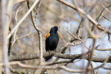 Red-Winged Blackbirds