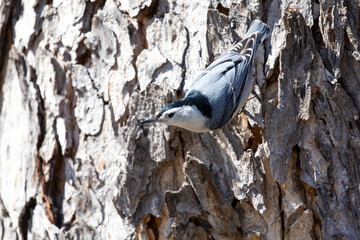 White-Breasted Nuthatch
