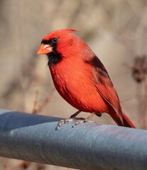 Cardinal