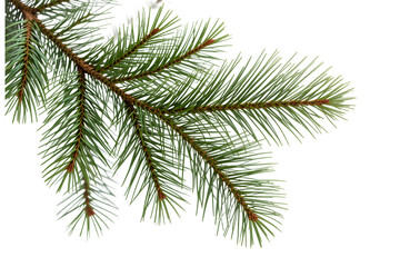 Detailed Pine Branch with Green Needles and Natural Texture