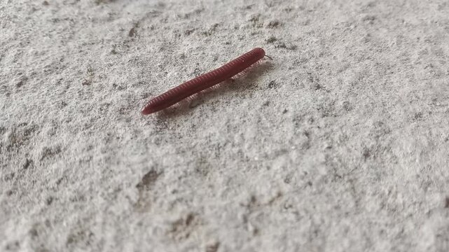 Centipede walking on the ground