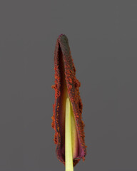 extreme close-up of the seed head of a lily