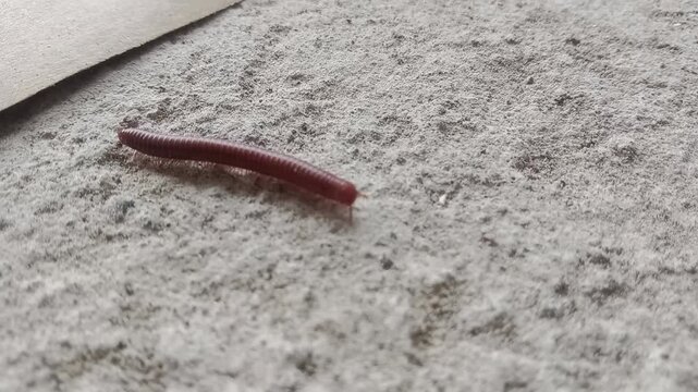 Centipede walking on the ground