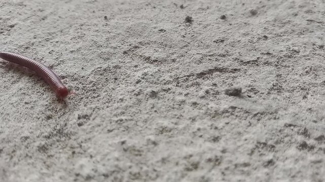 Centipede walking on the ground