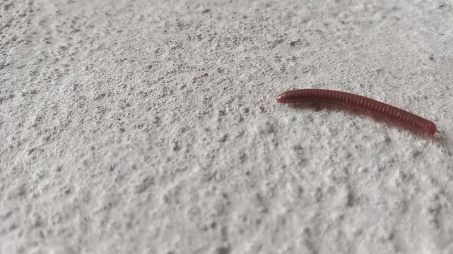 Centipede walking on the ground