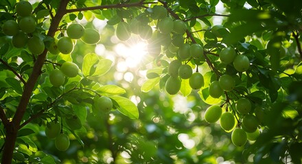 A lush green tree bearing oval-shaped, unripe fruits, bathed in warm sunlight filtering through the leaves.