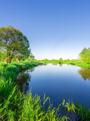Fototapeta premium A calm lake with a tree in the background