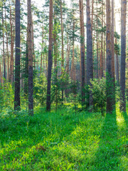 Obraz premium A forest with trees and grass