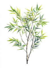 Bamboo tree with green leaves isolated on white background