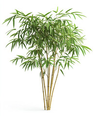 Fototapeta premium Bamboo tree isolated on white background, vibrant green leaves