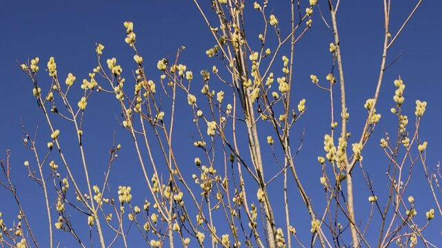 A flowering Salix caprea under a bright blue sky, displaying its soft yellow catkins and delicate branches. Spring brings life and color to this magnificent tree.