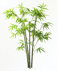 Fototapeta premium Tall bamboo tree with lush green leaves isolated on white background