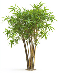 Obraz premium Bamboo tree isolated on white background, vibrant green leaves