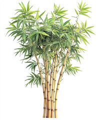 Obraz premium cluster of bamboo trees with lush green leaves isolated on white