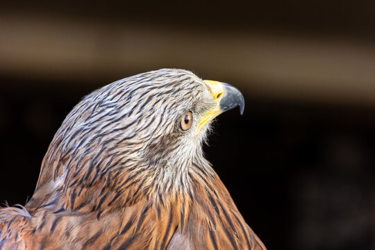 Close-up of a red kite bird of prey.