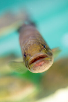 fish in the water