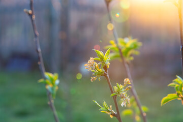 blooming cherry tree with young leaves in beautiful sunny light of warm setting sun. first signs of spring in the garden. blooming fruit tree.