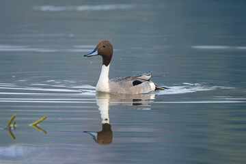 The northern pintail (Anas acuta) is a sleek, migratory dabbling duck with a long neck, pointed tail, and elegant plumage found in North America, Europe, and Asia wetlands.