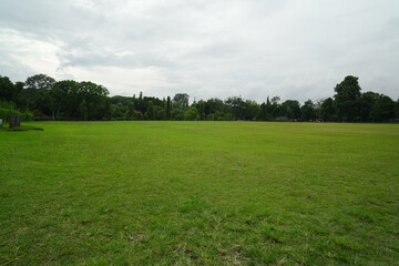 Green grass field lawn with tree. Green Meadows Beautiful Journey Through Nature Great as a background or banner