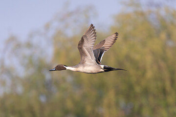 The northern pintail (Anas acuta) is a sleek, migratory dabbling duck with a long neck, pointed tail, and elegant plumage found in North America, Europe, and Asia wetlands.