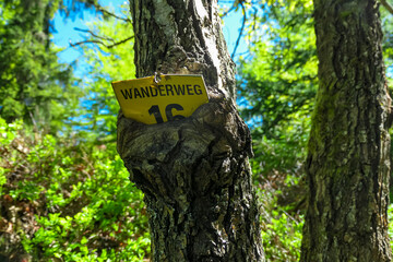 Yellow hiking trail sign labeled Wanderweg 16 is partially engulfed by the bark of a tree, symbolizing nature reclaiming man-made objects. Captured in Velden, Carinthia, Austria, amidst lush greenery