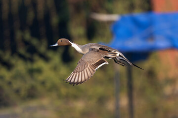 The northern pintail (Anas acuta) is a sleek, migratory dabbling duck with a long neck, pointed tail, and elegant plumage found in North America, Europe, and Asia wetlands.