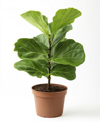Fiddle leaf fig in brown pot on white background