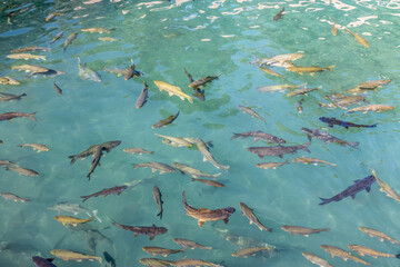 Fish in Balikligol (Pool of Abraham) in Sanliurfa, Turkey © Matyas Rehak