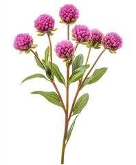 Fototapeta premium Vibrant Gomphrena plant with pink flowers isolated on white