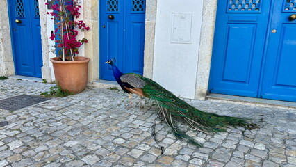 Fototapete bei efototapeten.de bestellen   