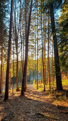 Fototapeta premium Sunlight filters through tall pine trees on a serene forest path in Velden, Austria. The golden hues of the evening light create a peaceful atmosphere, highlighting the natural beauty of the woodland
