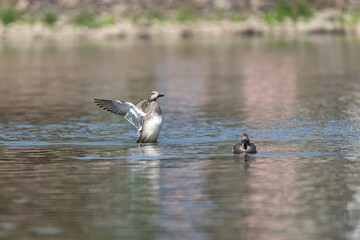 The Gadwall duck (Mareca strepera) is a medium-sized dabbling duck with subtle gray-brown plumage. It inhabits wetlands, forages on aquatic plants, and is known for its quiet nature.